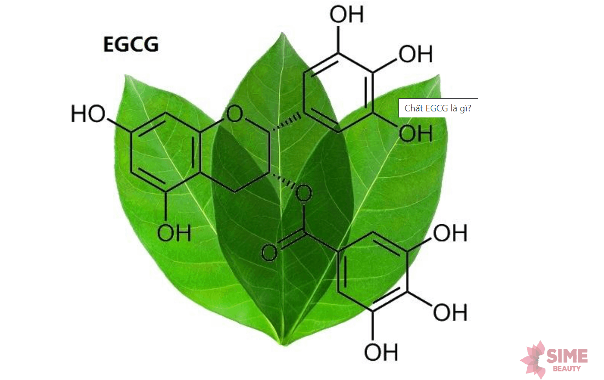 EGCG có nhiều trong lá trà xanh
